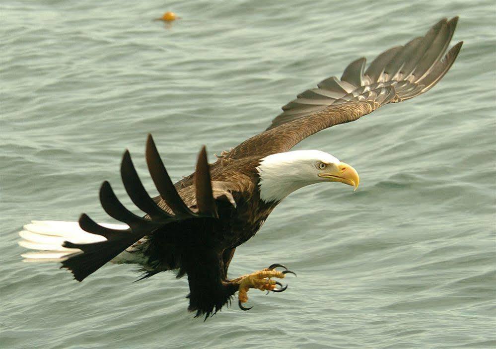 Eagle Nook Resort Юклулет Экстерьер фото